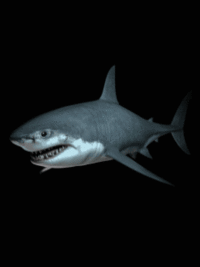 Great white from the dark.gif