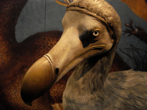 Dodo-bird.jpg